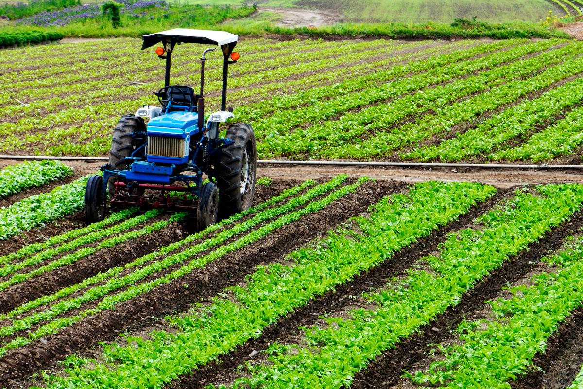 sector agricola que es actividades e importancia 4650 orig