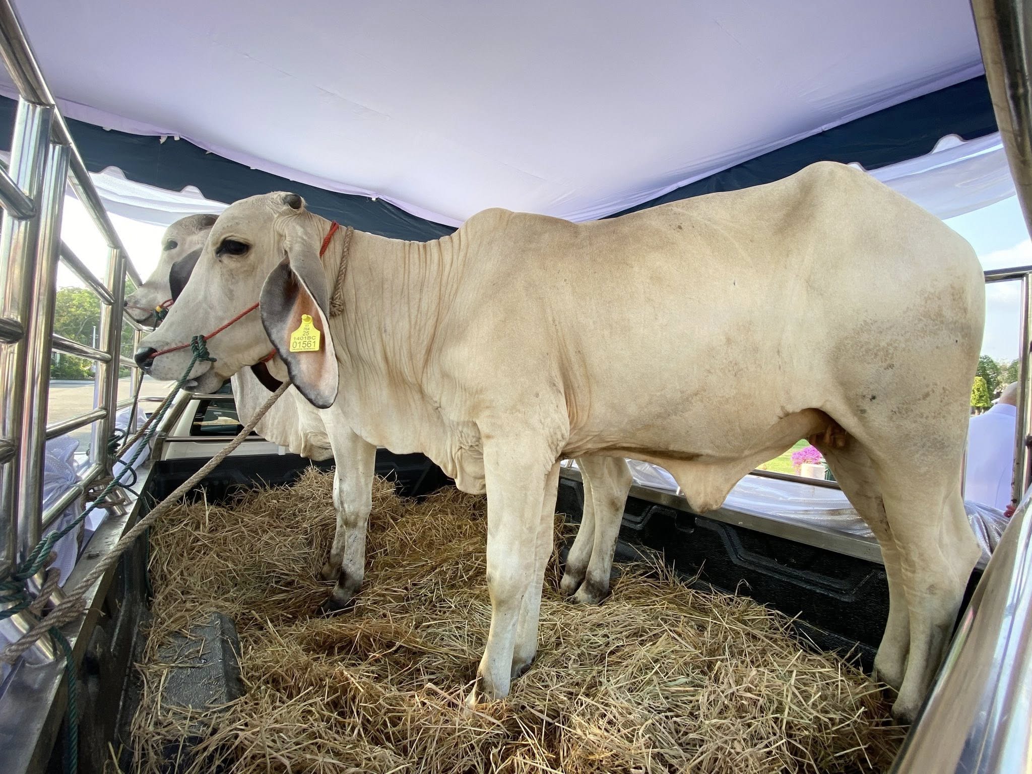 660168502 1247512067491718 5819941194288720400 n